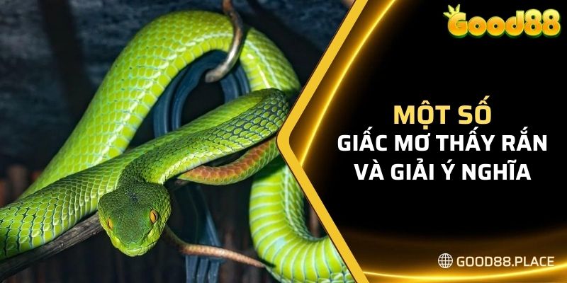 Giải Mã Giấc Mơ Thấy Rắn Và Gợi Ý Bộ Số May Mắn Nhất 2024 4 Một số giấc mơ thấy rắn và giải ý nghĩa chi tiết